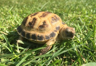 Horsfield Tortoise – Testudo (Agrionemys) Horsfieldii (CB 2020)