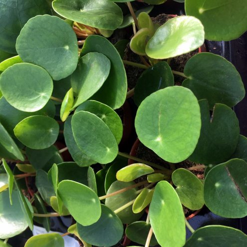 Pro Rep Live Edible Plant - Chinese Money Plant (Pilea Peperomioides) Medium ***** CURRENTLY OUT OF STOCK *****