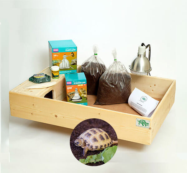 Horsfield Tortoise including a Large Complete Package
