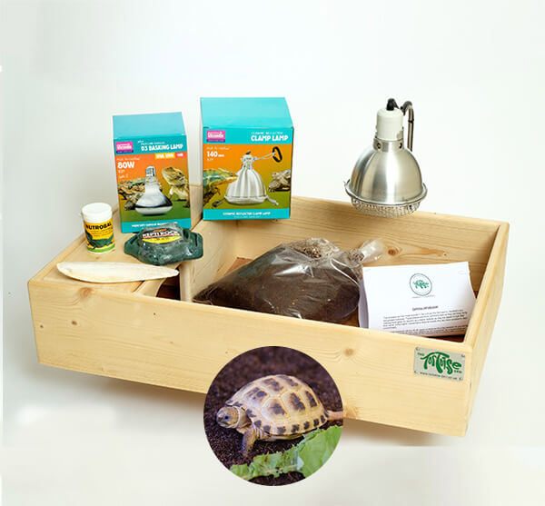 Horsfield Tortoise including a Standard Starter Package