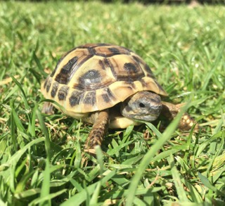 Eastern Hermann's Tortoise - Testudo Hermanni (UK CB June/July/August 2022)