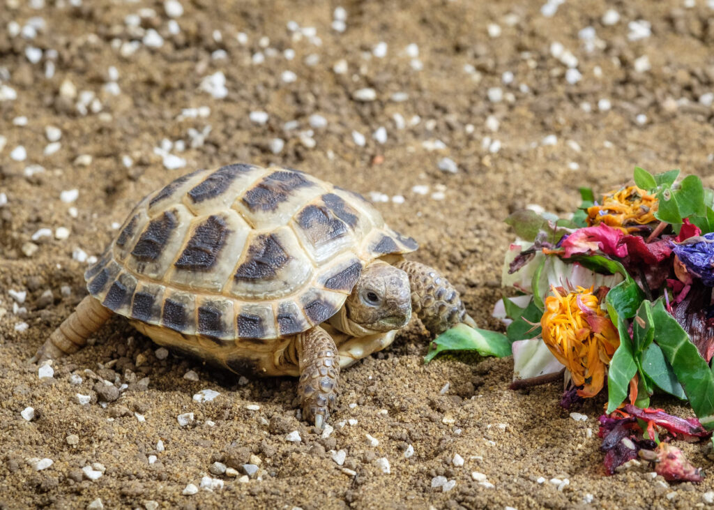 Horsfield Tortoise eating flowers | Tortoise Den