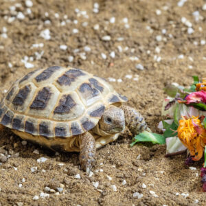 Horsfield Tortoise eating flowers | Tortoise Den