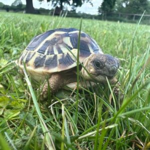 Western Hermanns "Dwarf" Tortoise - Testudo Hermanni (UK CB 2025)