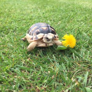 Marginated Tortoise - Testudo Marginata (UK CB 2025)