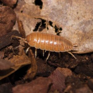 Isopods - Giant Orange Woodlice (Porcellio Sp.), Tub Of Approx 10