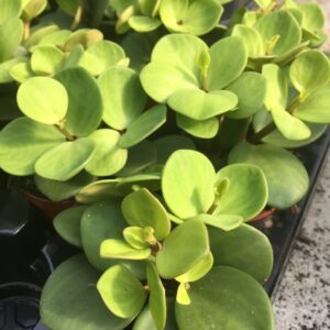 Pro Rep Live Reptile Safe Plant - Acorn Peperomia (Peperomia Tetraphylla 'hope'), Small