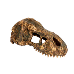 Exo Terra T-rex Skull, Small