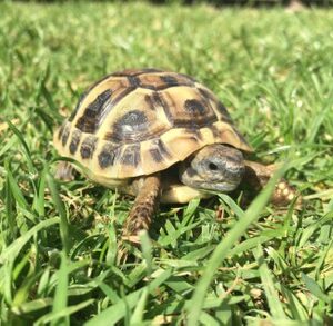 Eastern Hermanns Tortoise - Testudo Hermanni (UK CB 2025)