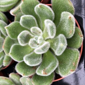 PR Echeveria Setosa Reptile Safe Plant, Medium