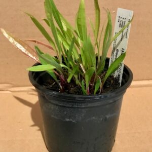PR Ribwort Plantain Reptile Safe Plant (Plantago Lanceolata) 10cm Pot