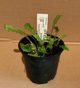 Pro Rep Live Reptile Safe Plant - Dandelion (Taraxacum Officinale), 10cm Pot