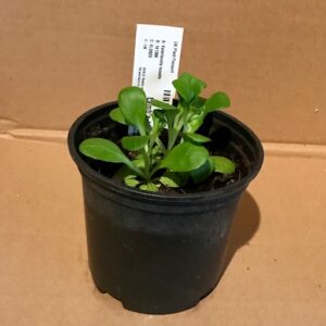 PR Lamb's Lettuce Reptile Safe Plant, 10cm Pot