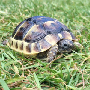 Mediterranean Spur-thighed Tortoise - Testudo Graeca (UK CB 2025)