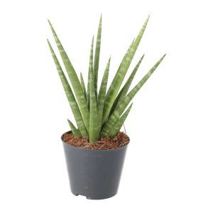 Pro Rep Live Reptile Safe Plant - Snake Plant (Sansevieria - Various), Medium