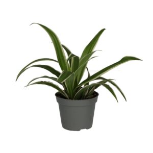 Pro Rep Live Reptile Safe Plant - Spider Plant (Chlorophytum Comosum), Small