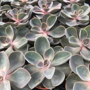 PR Echeveria Purple Perle Reptile Safe Plant, Medium