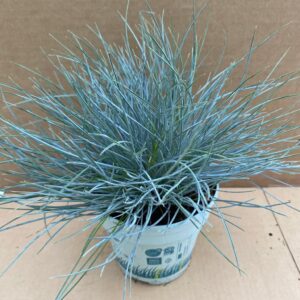 Pro Rep Live Reptile Safe Plant - Blue Dwarf Grass/blue Fescue Grass (Festuca Glauca), Large