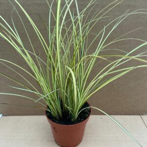 PR Sedge Grass Reptile Safe Plant (Carex - Mixed Varieties), Medium