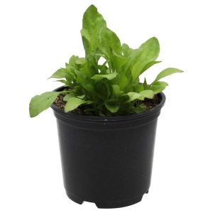 Pro Rep Live Reptile Safe Plant - Broad Leaf Plantain (Plantago Major), 10cm Pot