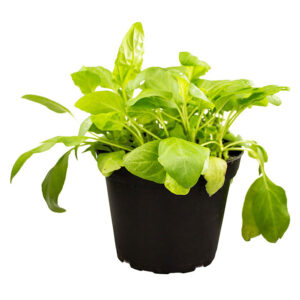 Pro Rep Live Reptile Safe Plant - Selfheal (Prunella Vulg), 10cm Pot