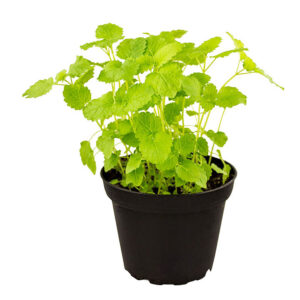 PR Lemon Balm Reptile Safe Plant, 10cm Pot