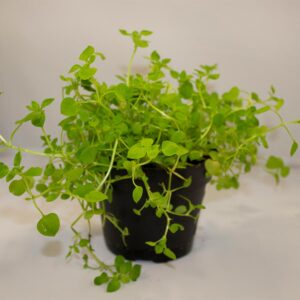 Pro Rep Live Reptile Safe Plant - Chickweed, 10cm Pot