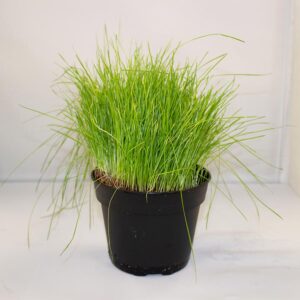 PR Fine Forage Grass Reptile Safe Plant, 10cm Pot