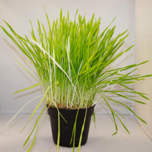 Pro Rep Live Reptile Safe Plant - Barley Grass, 10cm Pot