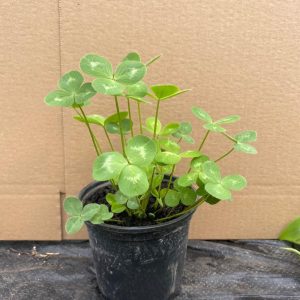 PR White Clover Reptile Safe Plant (Trifolium Pratense), 10cm Pot
