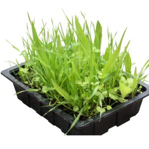 Pro Rep Live Food Plant, Reptile Food Mix Tray