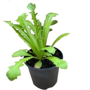 PR Pink Hawk's Beard Reptile Safe Plant, 10cm Pot