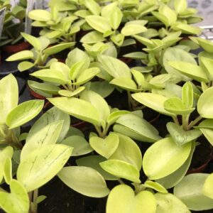 PR Pixie Peperomia Reptile Safe Plant, Small