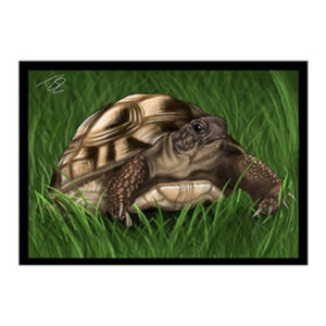 Tortoise Greeting Card
