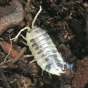 Isopods - Cb Dairy Cow Woodlice, Tub Of Approx 10