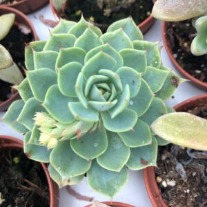 Pro Rep Live Reptile Safe Plant - Echeveria Agavoides, Medium