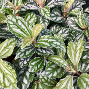 Pro Rep Live Reptile Safe Plant - Aluminium Plant (Pilea Cadierei), Medium