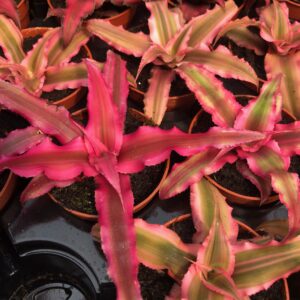 Pro Rep Live Reptile Safe Plant - Cryptanthus 'Earth Star', Small