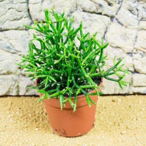 Pro Rep Live Reptile Safe Plant - Drunkards Dream Cactus (Hatiora)