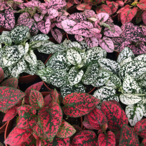 PR Fittonia Reptile Safe Plant (Assorted), Medium