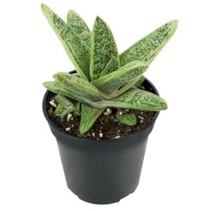 PR Ox Tongue Gasteria Reptile Safe Plant, Medium