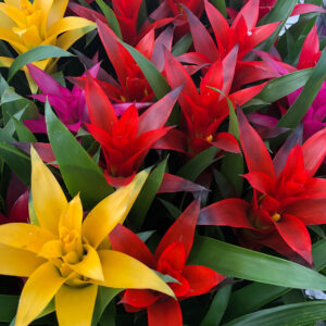 Pro Rep Live Reptile Safe Plant - Bromeliad (Mixed Varieties/colours), Small
