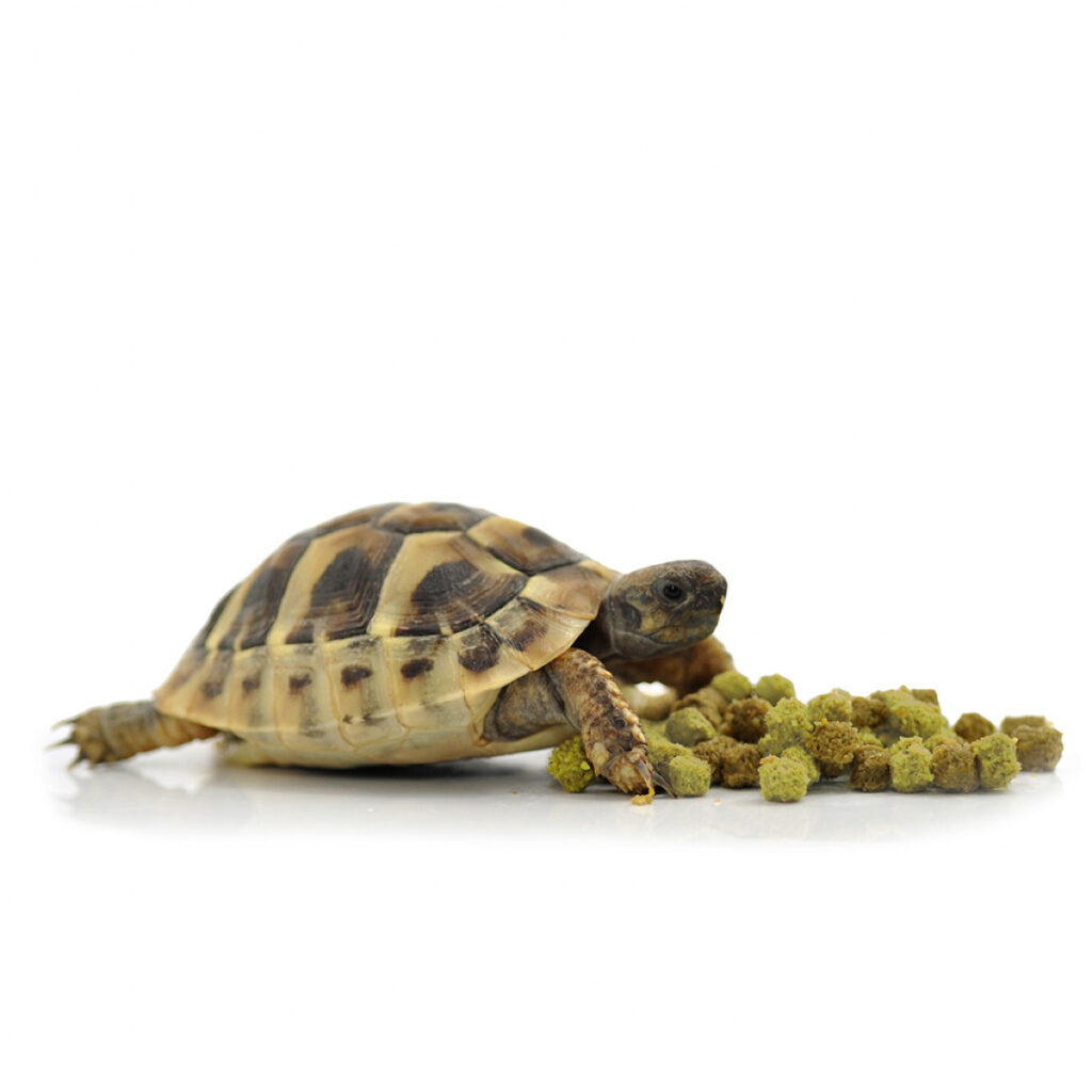 Habistat Tortoise Food