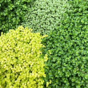 Pro Rep Live Reptile Safe Plant - Soleirolia Soleirolii 'mind Your Own Business', Large