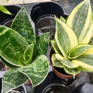 PR Sansevieria Trifasciata Reptile Safe Plant 'Mother In Laws Tongue', Small