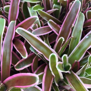 PR Nidularium Reptile Safe Plant 'fireball', Small