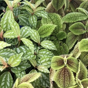 PR Pilea Reptile Safe Plant (Mixed), Medium