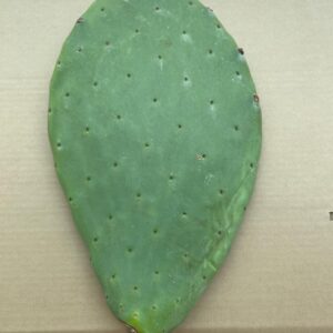 Prickly Pear Cactus, Opuntia Ficus-Indica
