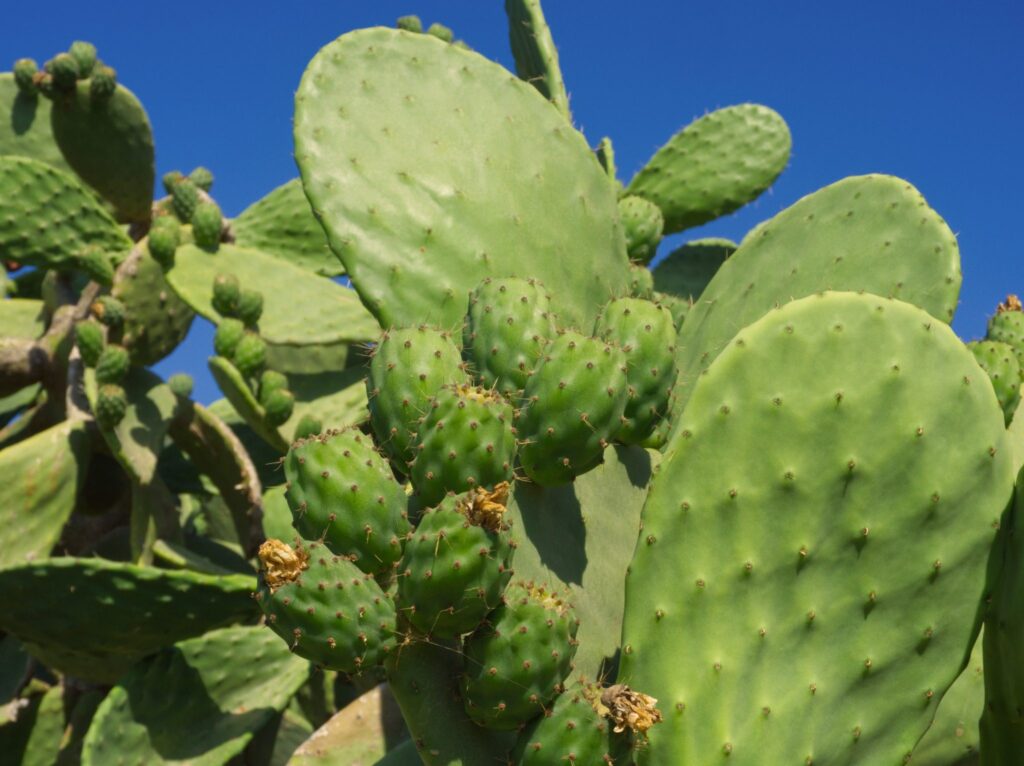 Prickly Pear Cactus, Opuntia Ficus-Indica