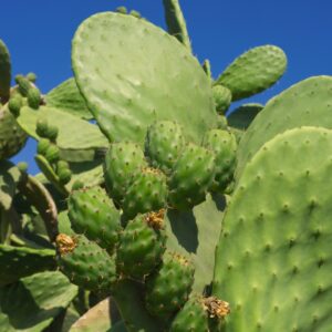 Prickly Pear Cactus, Opuntia Ficus-Indica
